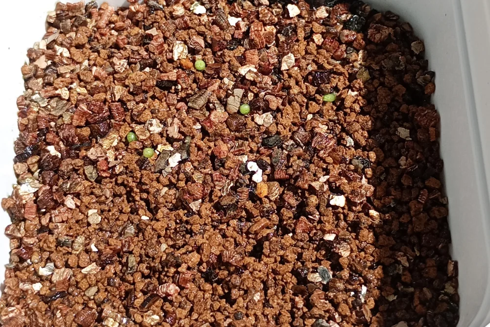 Aztekium hintonii (アズテキウム ヒントニー)